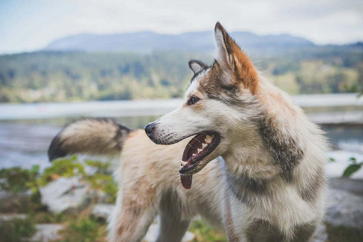 The Nation's Favourite Dog Beds